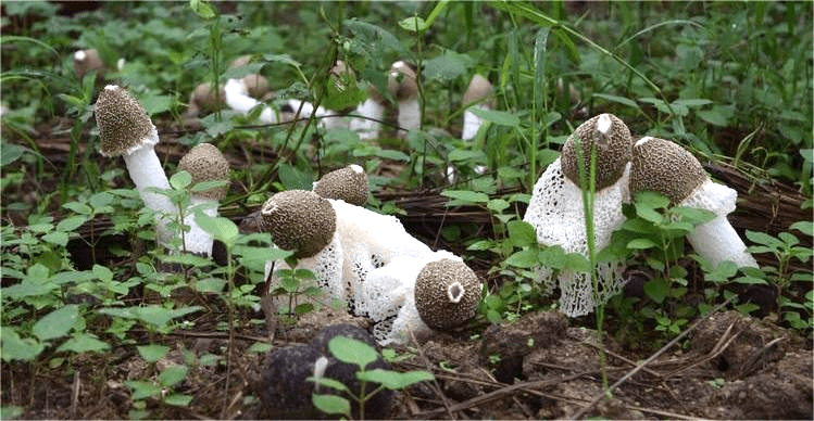 武陵山珍丨