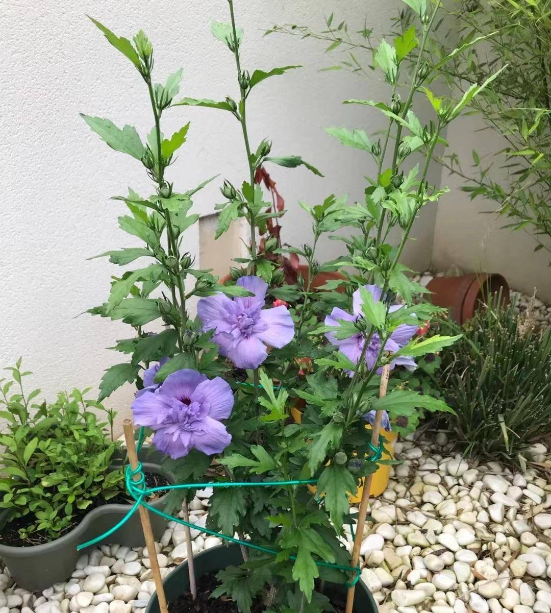 重瓣木槿花"蓝雪纺"—美丽梦幻,耐热好养又爱开花,你值得拥有_种植