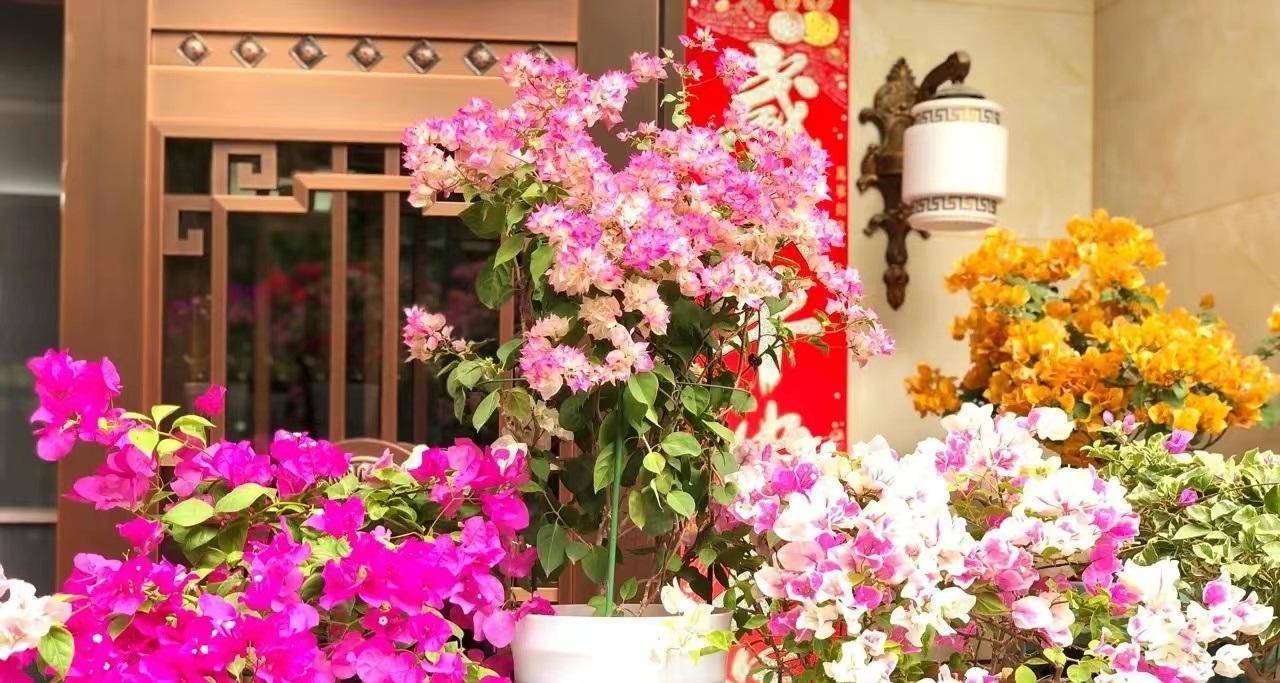 有种三角梅叫"怡锦",花朵重瓣,颜值高且爱开花,阳台也能种_种植_品种