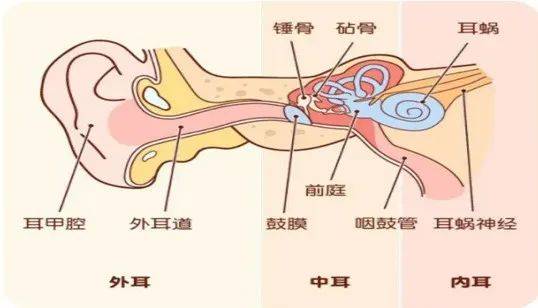 耳软骨在耳朵哪里图片图片