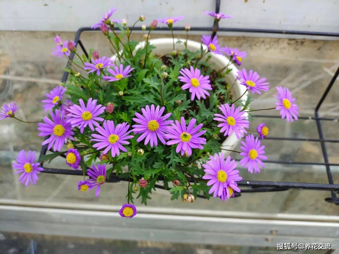 室内水生植物（室内种植水生植物品种） 第2张