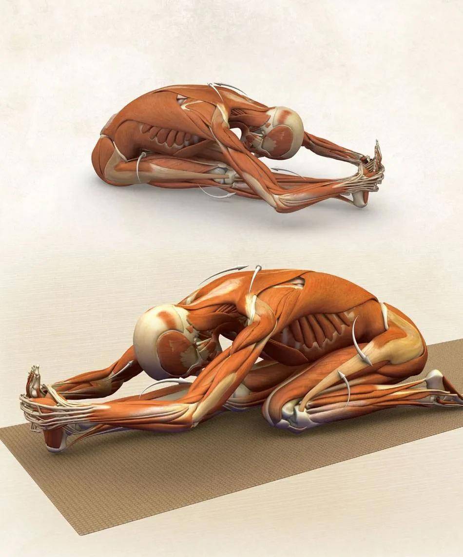 瑜伽解剖体式-半英雄坐单腿背部伸展式_身体_膝关节_动作