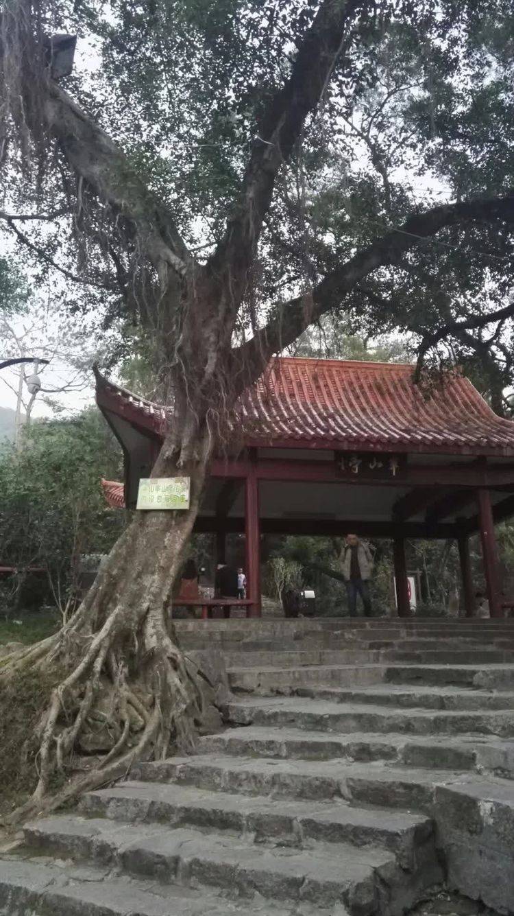 鼓岭.一个动人的故事