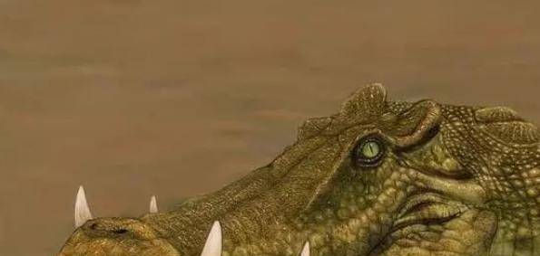 奇特古鳄鱼,长着野猪式獠牙,还像野猪在陆地奔走猎食!