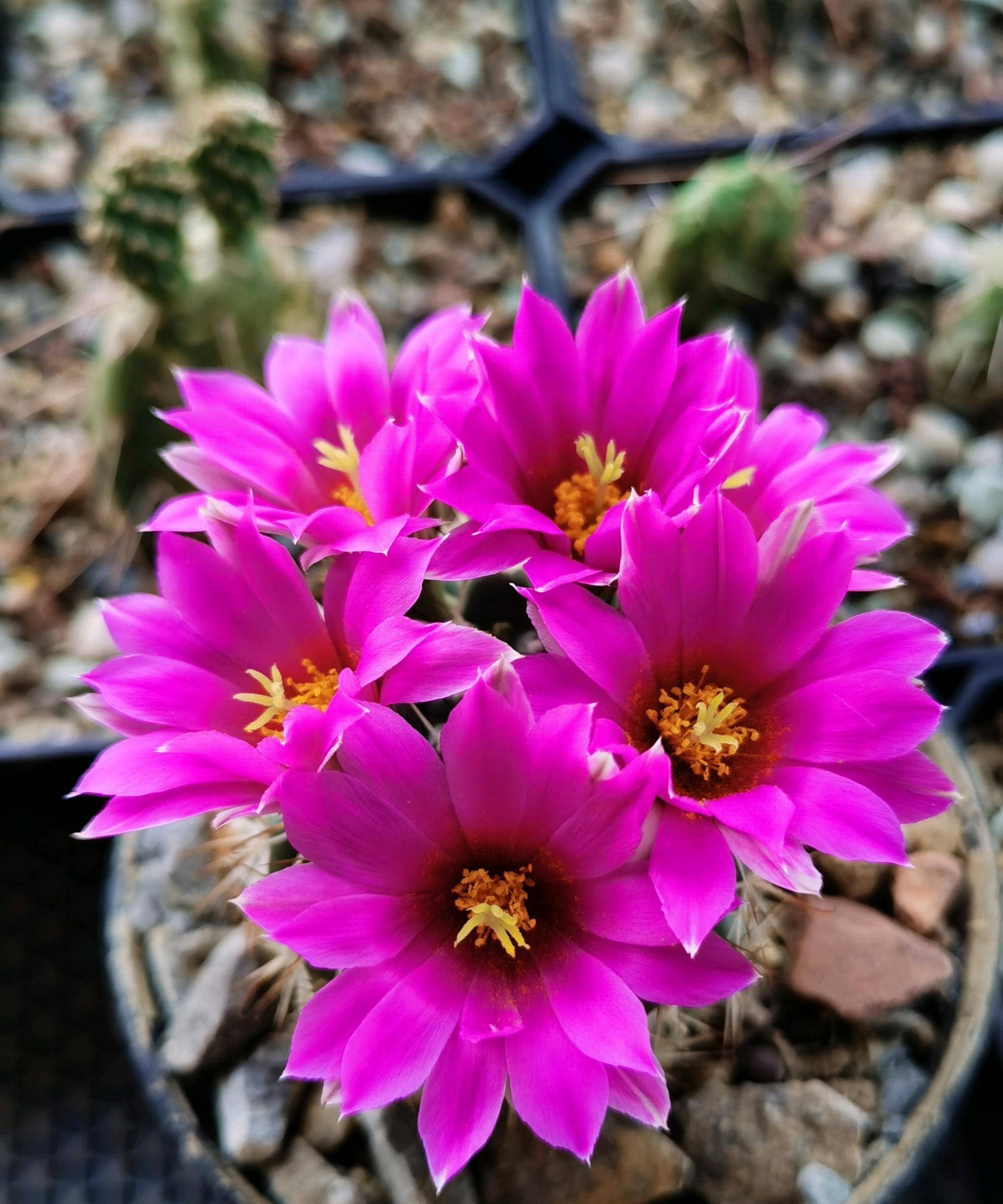好养又爱开花的仙人球—蓬莱宫,花期春夏秋,观球,观刺又观花_品种