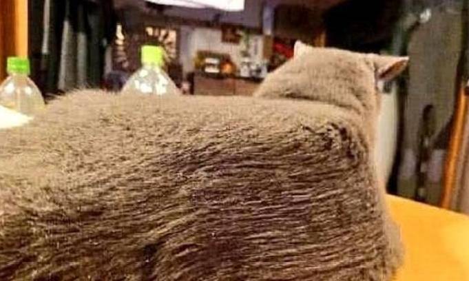 出差把猫给当过兵的爸爸养，回家一看，爸爸：万物皆可豆腐块 