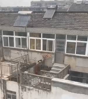 猫咪排队偷肉吃轮流放风,黑猫:快点吃该轮到我了! 猫咪排队偷肉吃轮流放风,黑猫:快点吃该轮到我了!