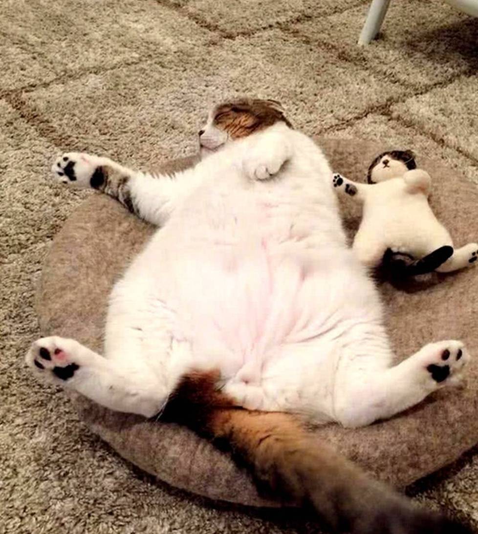 猫咪排队偷肉吃轮流放风,黑猫:快点吃该轮到我了! 猫咪排队偷肉吃轮流放风,黑猫:快点吃该轮到我了!