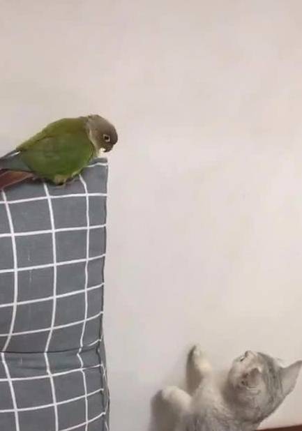 猫咪排队偷肉吃轮流放风,黑猫:快点吃该轮到我了! 猫咪排队偷肉吃轮流放风,黑猫:快点吃该轮到我了!