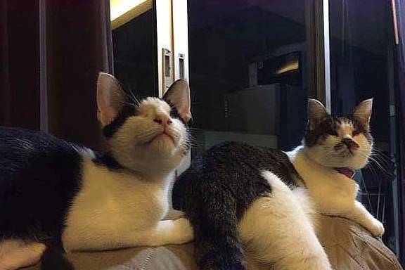 狗狗发现失明小猫秒冲过去,好心主人收编带回家 狗狗发现失明小猫秒冲过去,好心主人收编带回家