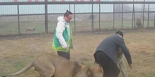 俄罗斯导游教男游客骑雄狮 男子见雄狮后却举手投降 