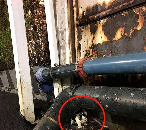 狗狗发现失明小猫秒冲过去,好心主人收编带回家 狗狗发现失明小猫秒冲过去,好心主人收编带回家