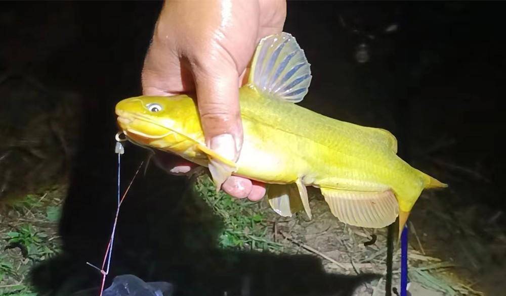 夜釣昂刺魚,試試這3種釣法,簡單有效一釣一個準_特點_水草_白天