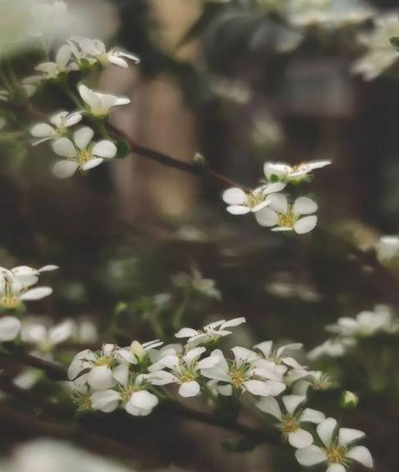 花有百日红（花有百日红 人无） 第15张