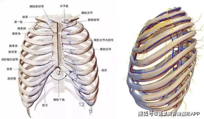 胸廓形状比较圆,也就是这块骨头格外的饱满,当然胸也会显得比较big