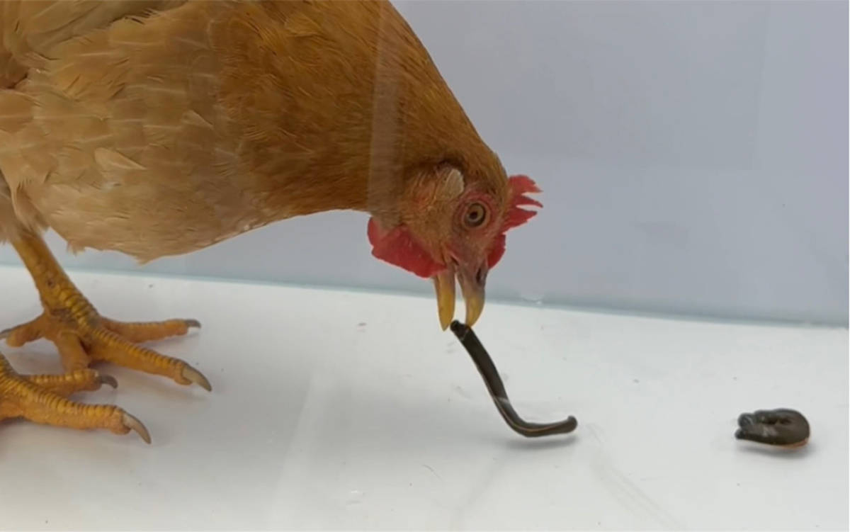 鸡为啥不怕蚂蟥_食物_身体_吸血