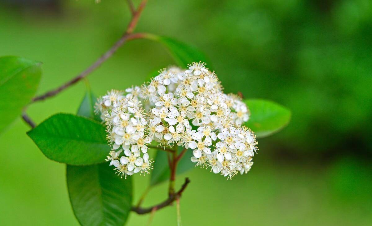 石楠花为什么叫最污花（石楠花是什么花） 第6张