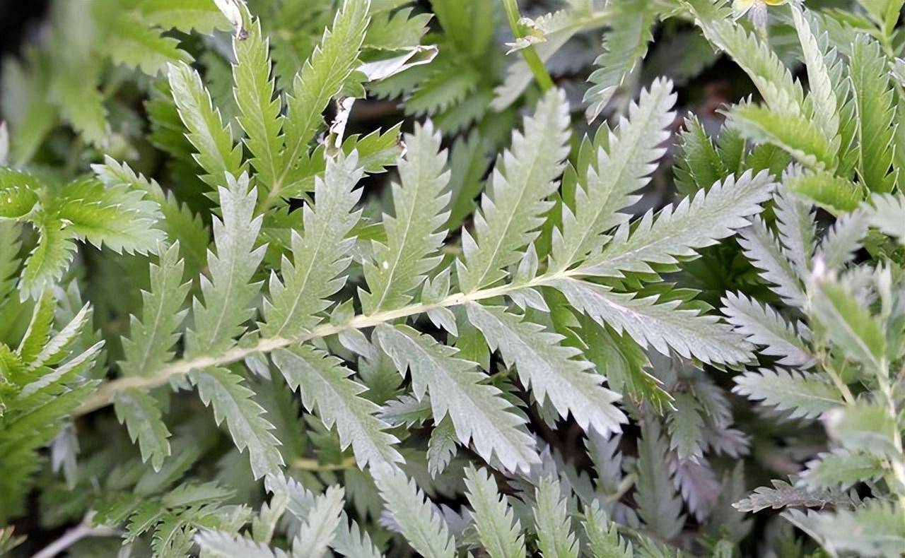 俗称"鸡毛草",曾是饥荒年代的救命粮,全身是宝,别不懂吃