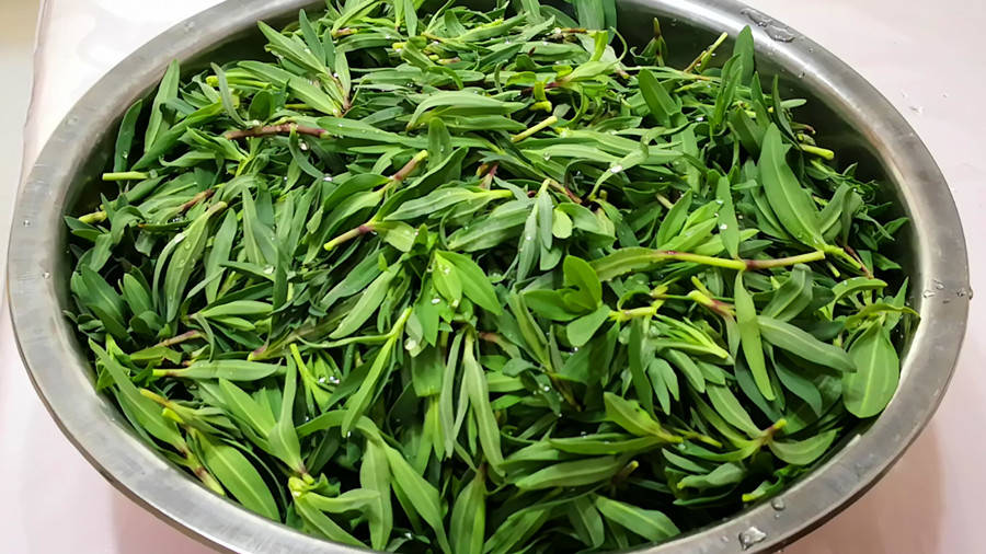 山麻楂菜全身是宝,根部可以入药,具有消肿止痛,清热凉血,解毒利水等