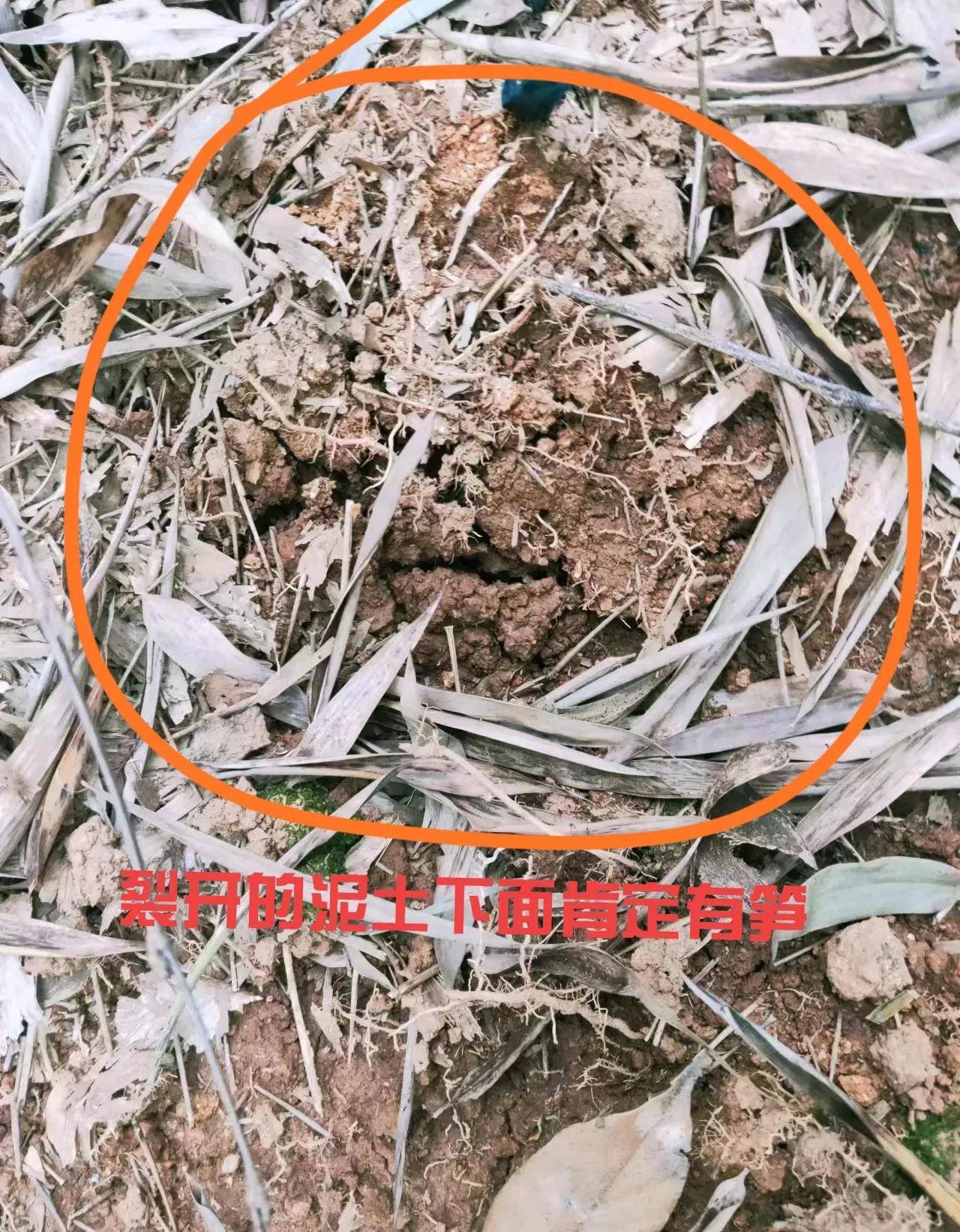 乳腺病后爱好也变了 教大家山上怎么找冬笋 怎么挖笋不易挖破_泥土