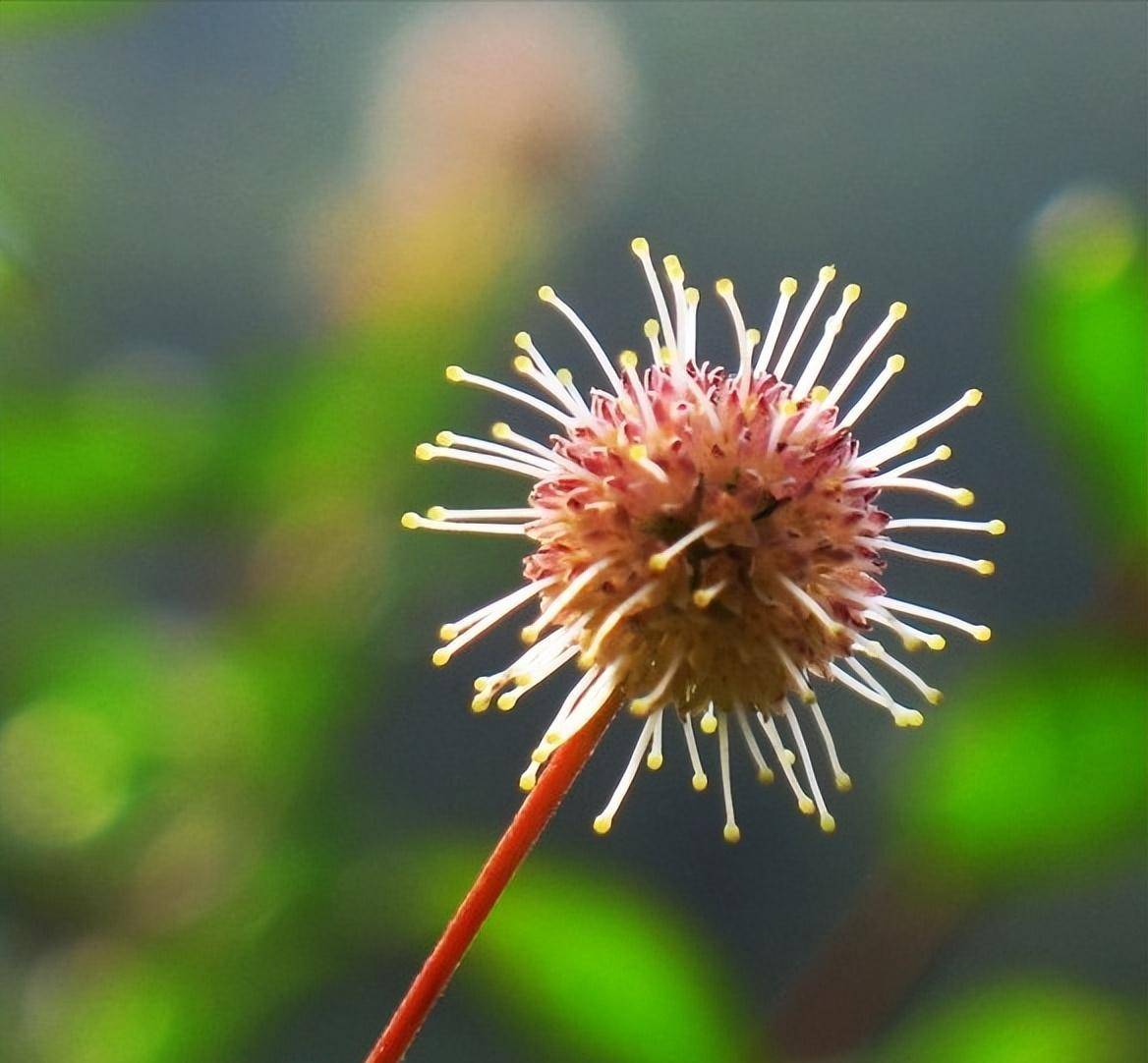 分享抗病中藥——水楊梅,生於溪邊,河邊,組方應用很廣泛_宮頸_淋巴