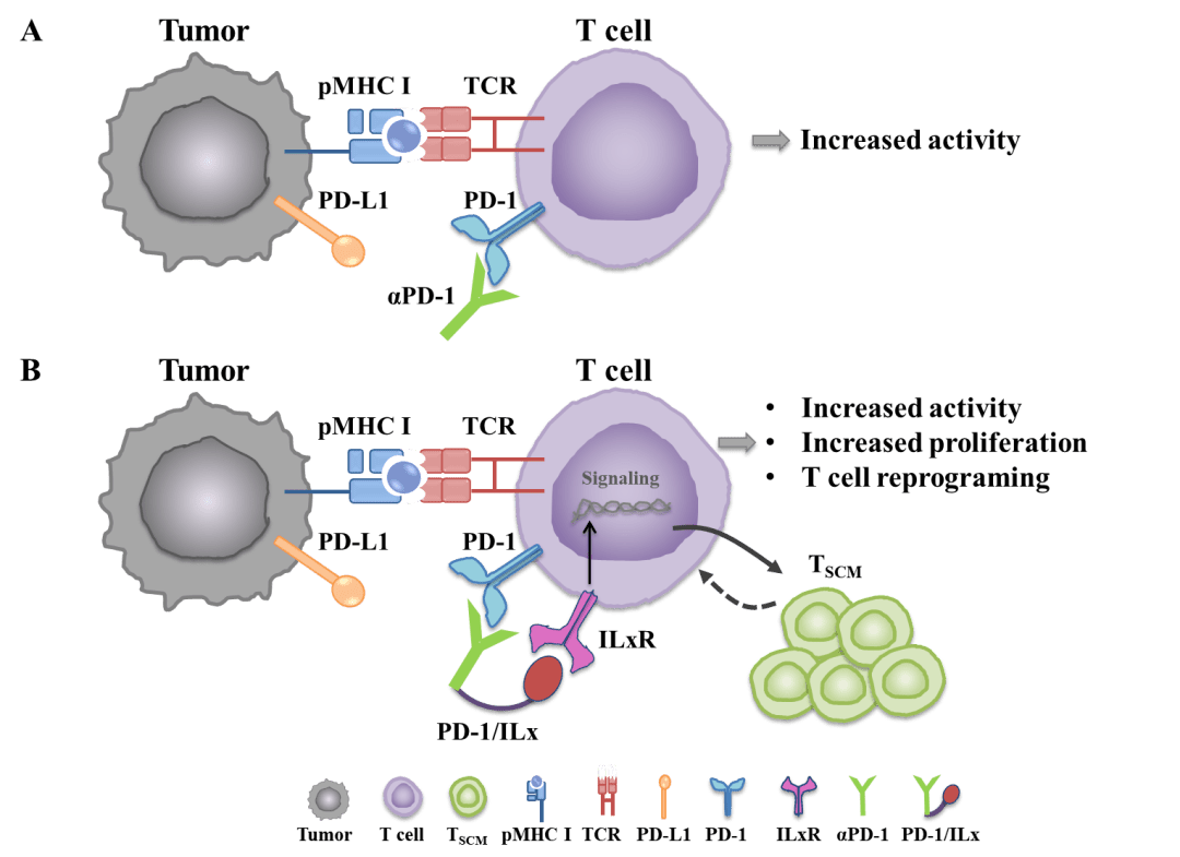 擴增腫瘤殺傷性t細胞圖1 pd-1/ilx 的設計示意圖及其免疫治療機理