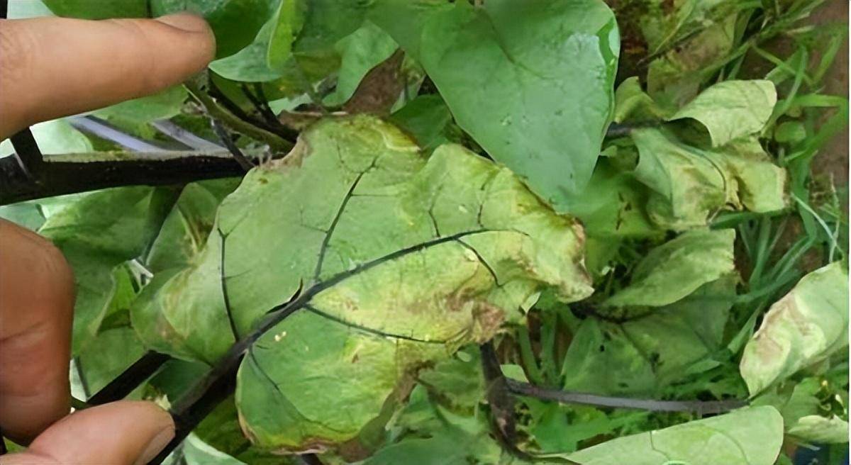 茄子青枯病防治方法_新高_进行_种子