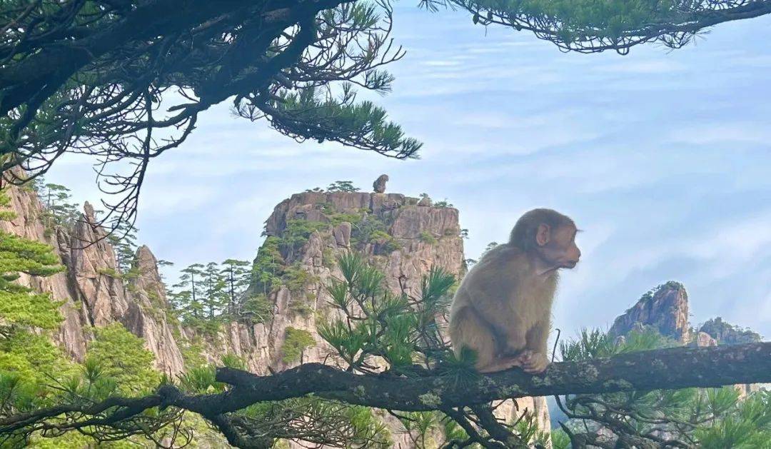 弹琴黄山图片