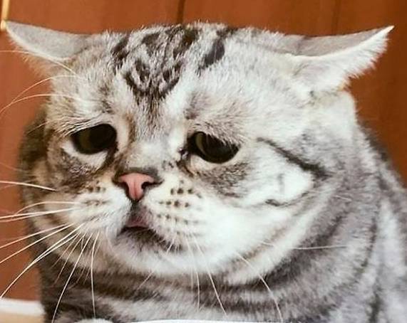 猫咪伤心的表情包图片