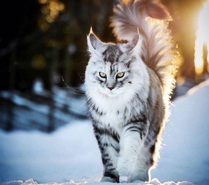 这5只猫咪,被称为猫界的"颜值天花板",受到无数人追捧_长相_top_因为