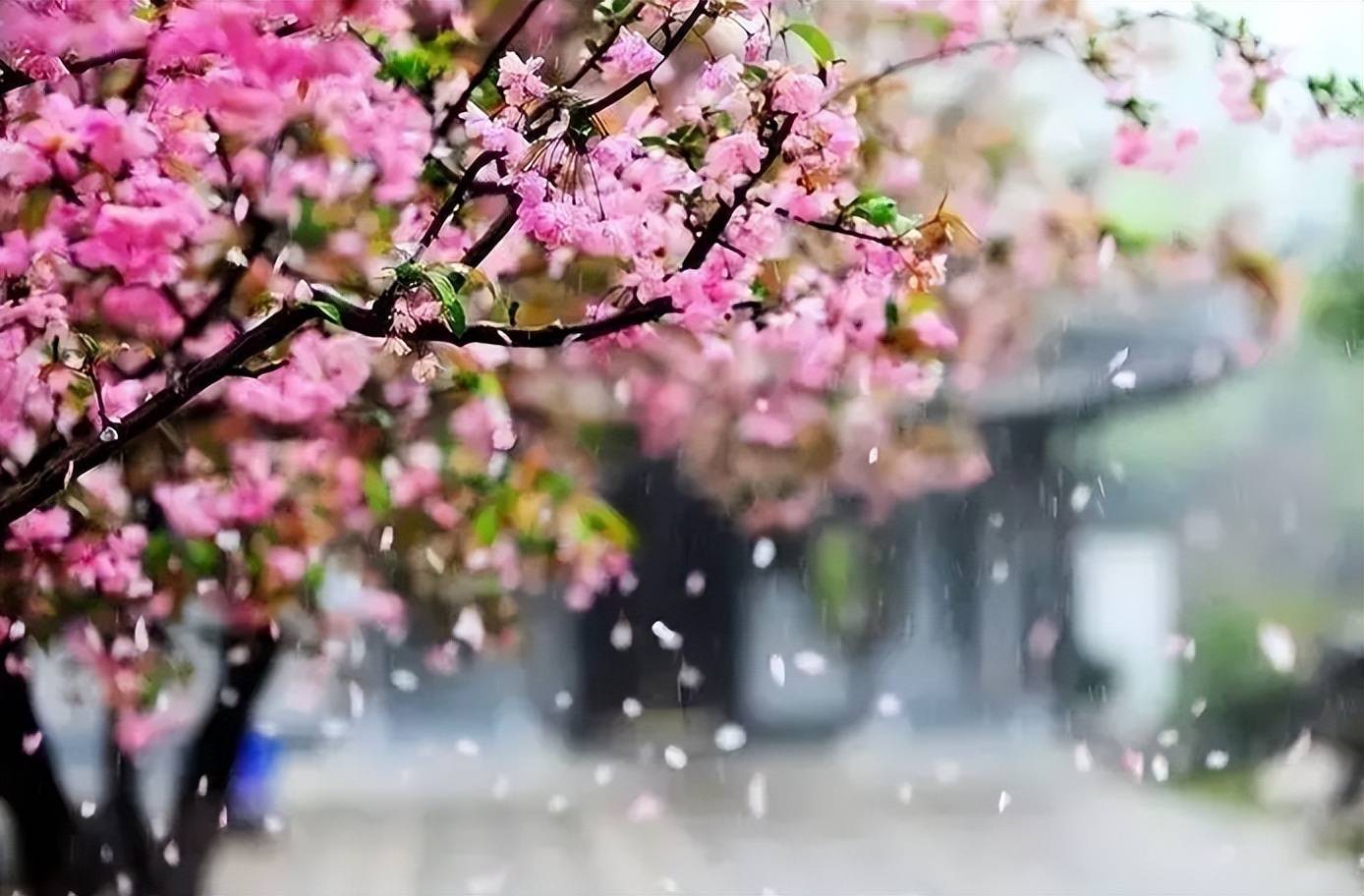 暮春时节,春风温和,细雨有情,花落不绝,美好也稍纵即逝,多情的文人
