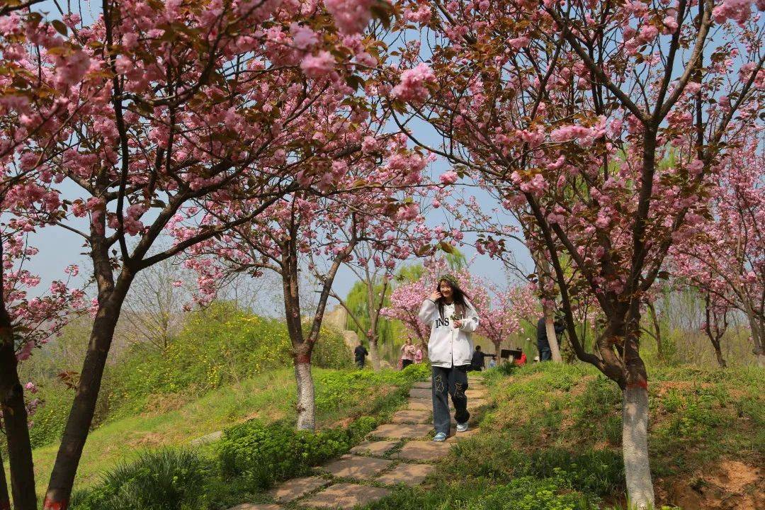 济源世纪广场樱花图片