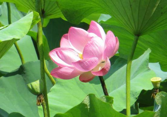 蛇属蛇的生肖,生肖五行属火,尤其是1977年出生的属蛇,四月中旬聚阳,入