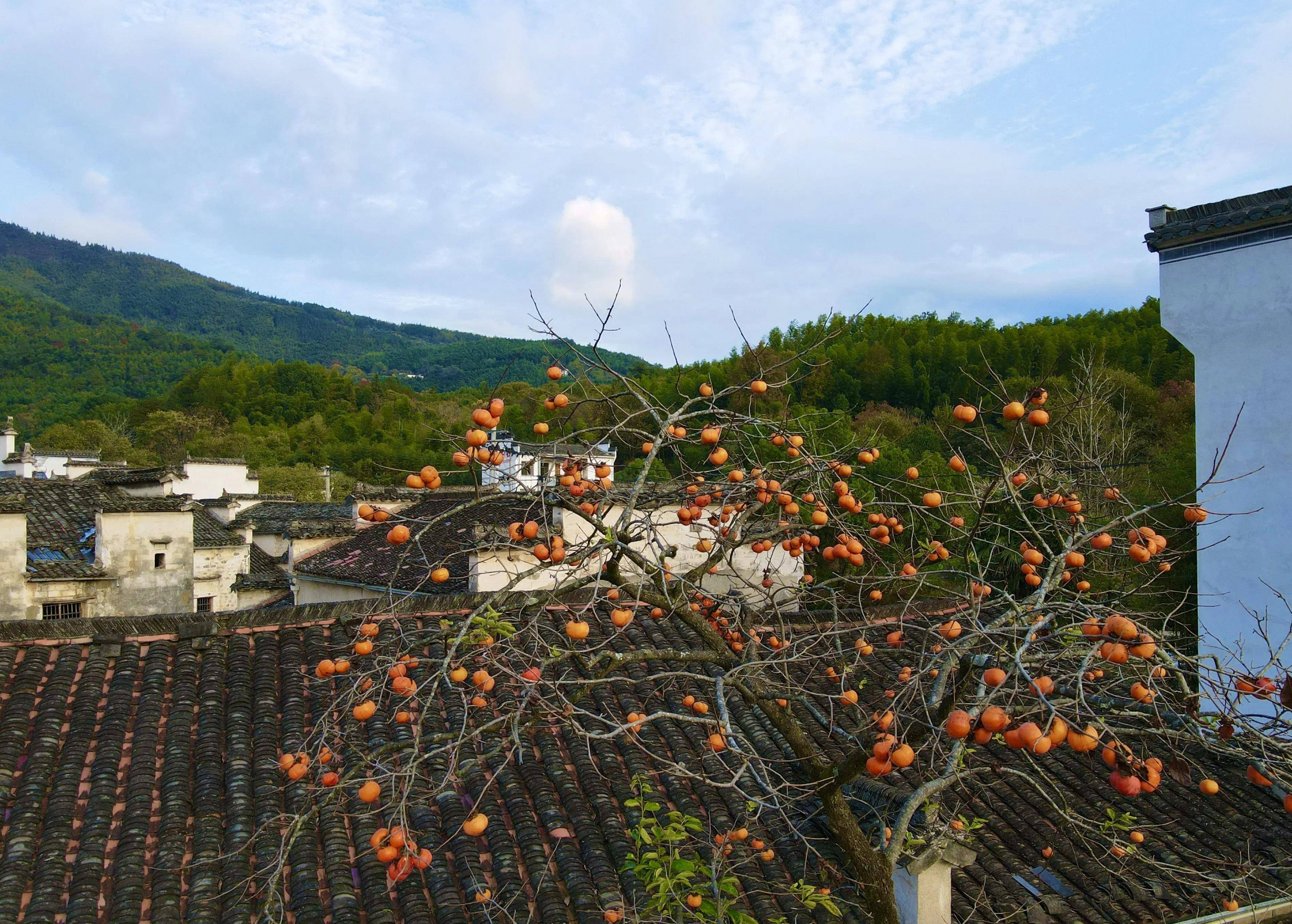 房前屋后种什么树好（庭院风水树哪种最好） 第5张