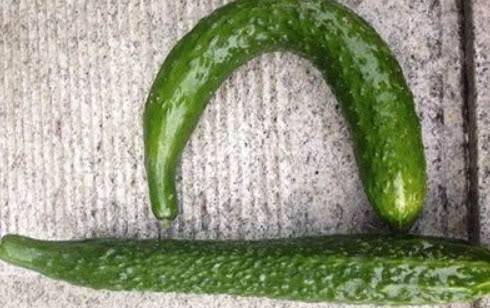 菜市场黄瓜茄子之类的果蔬,有的弯有的直,到底应该挑哪种?
