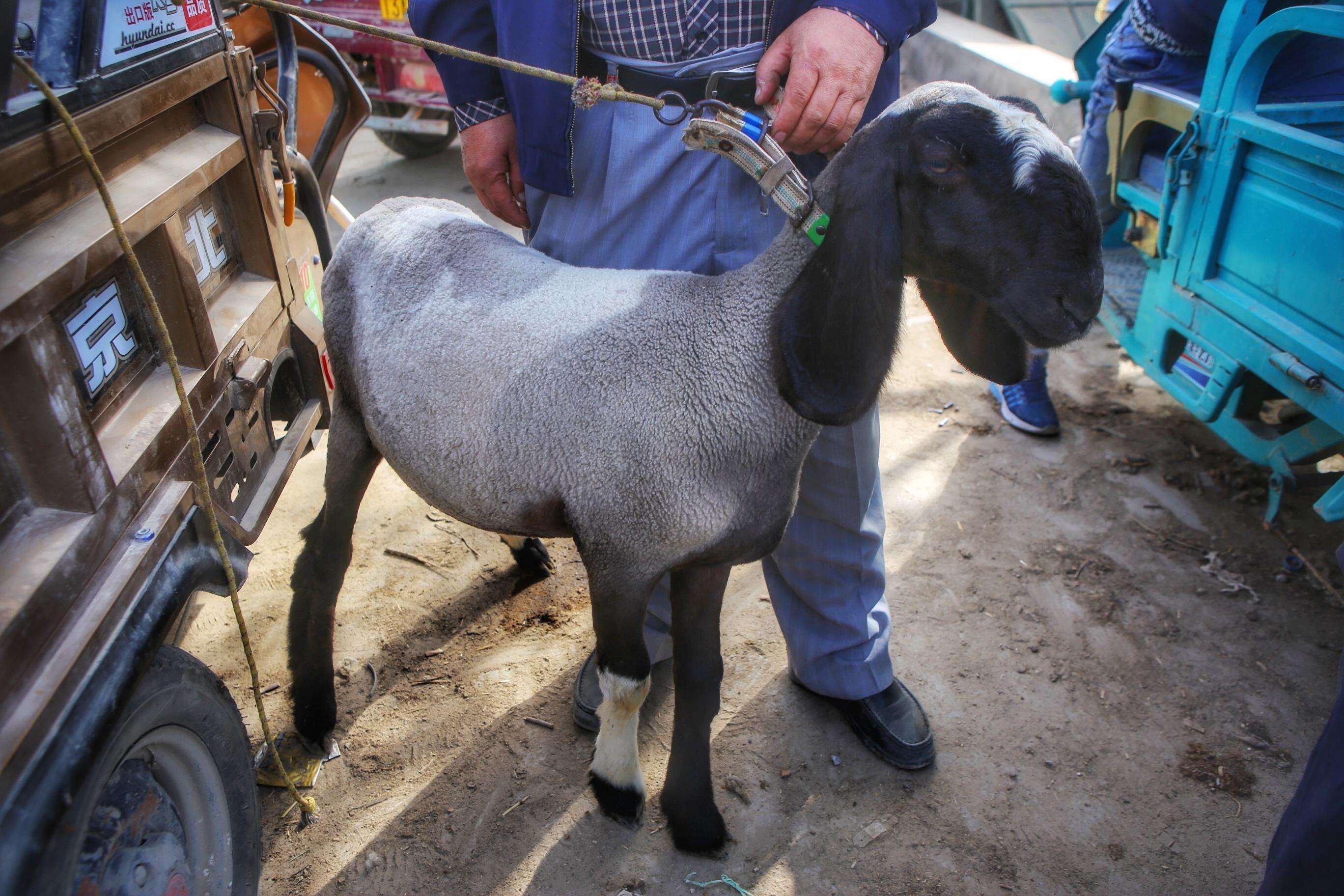 中国最贵的羊图片