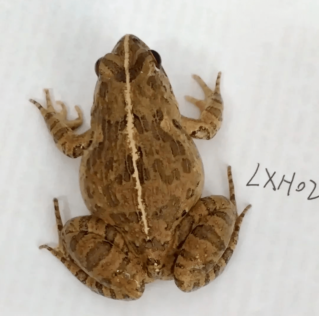 该蛙与它的近亲在中国各地有很多不同别称,如梆声蛙,乌蟆,狗污田鸡等.