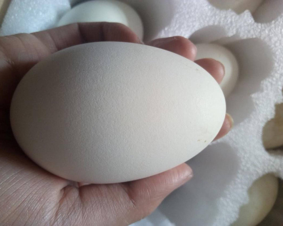 每年寒食节,鹅蛋能涨到8元一个,为啥养鹅的人没有养鸡鸭的人多