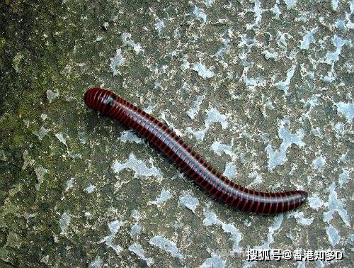 成都升温 千足虫满街爬-成都升温千足虫满街爬3