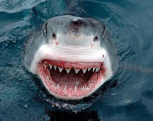 鲨鱼咬人表情包图片