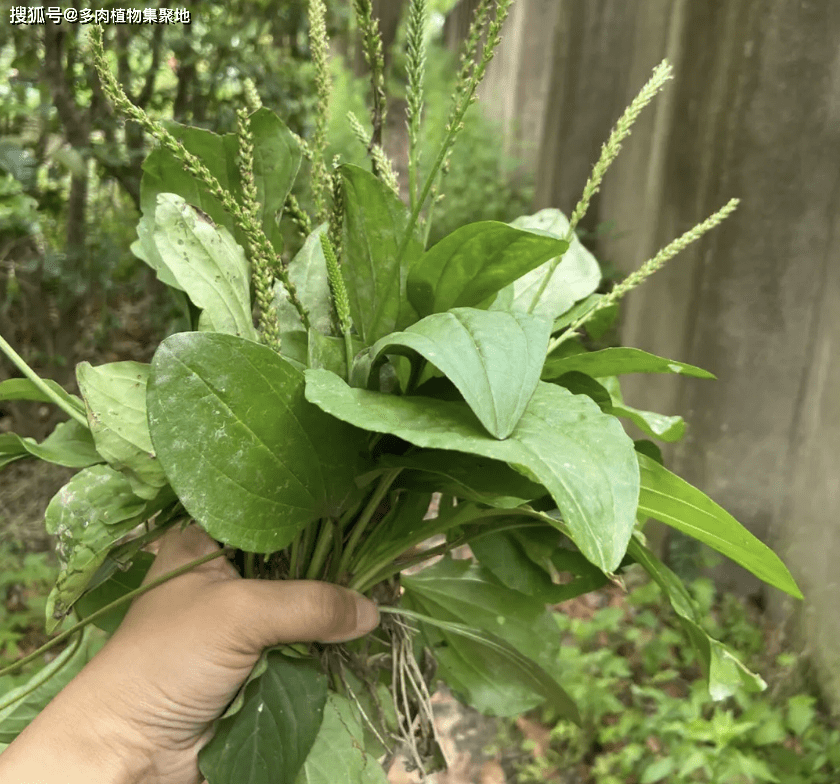 七旬老人叫它"利尿草",农村井边就有,常常被采挖走,极为珍贵_植物