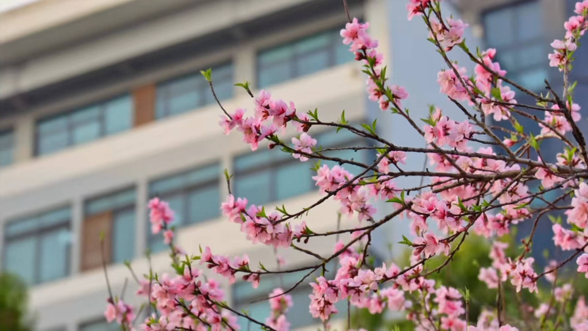 大学校园春景图片