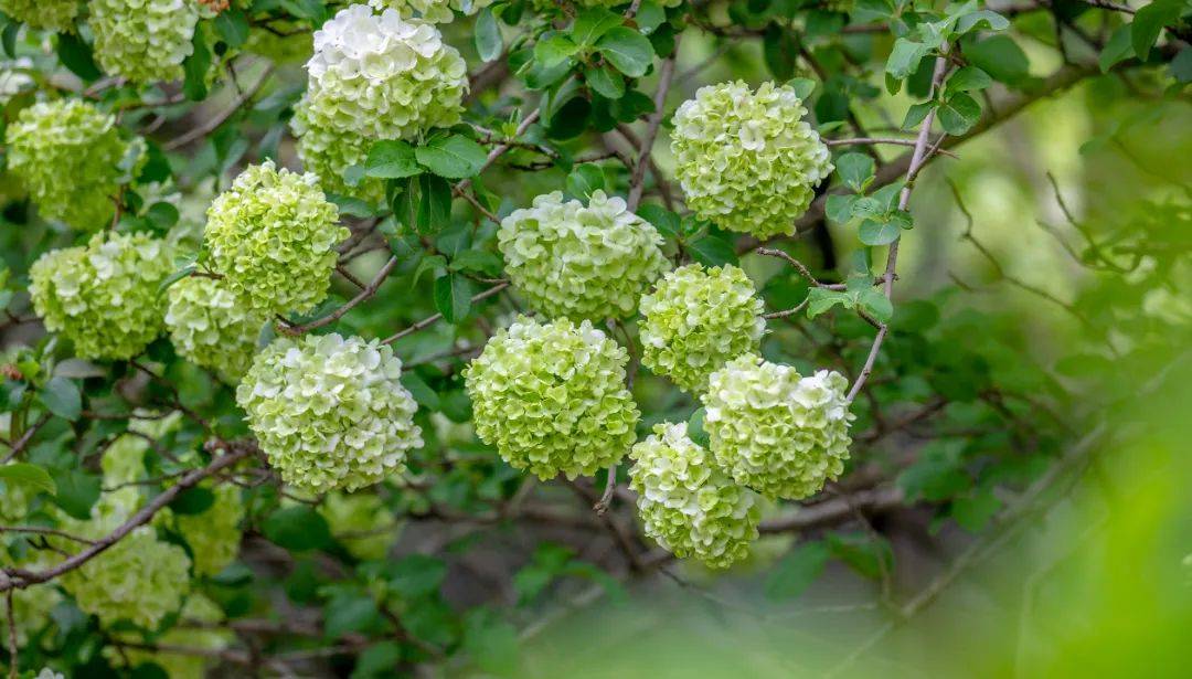 牡丹花水（牡丹花泡茶喝） 第10张