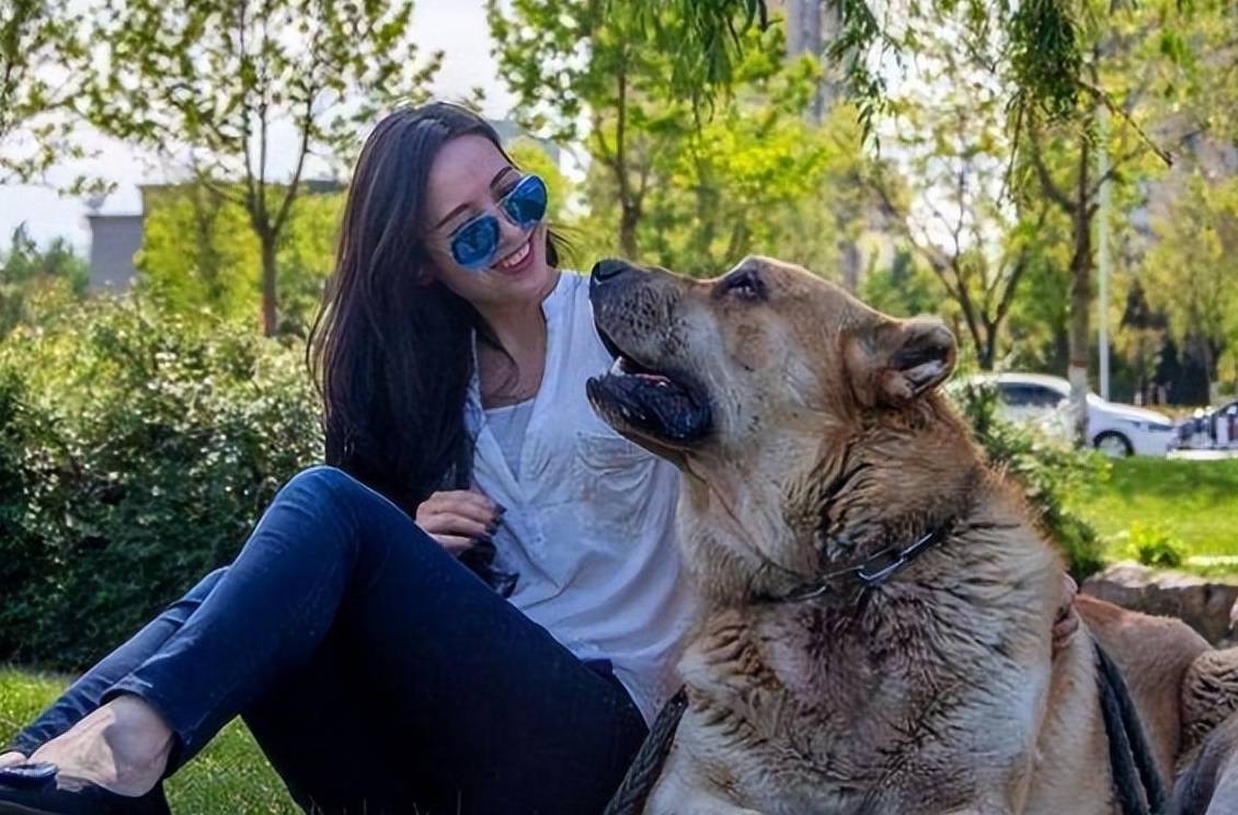 日常带大狗出门遛弯,一定要系上牵引绳,尽量选择在