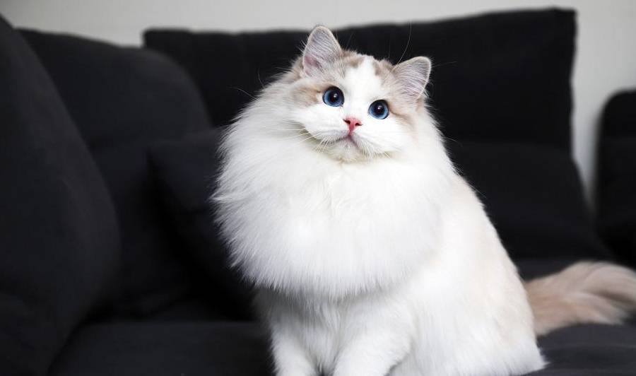 ①用品都要买大号的;因为布偶猫的体型是比普通猫咪大的