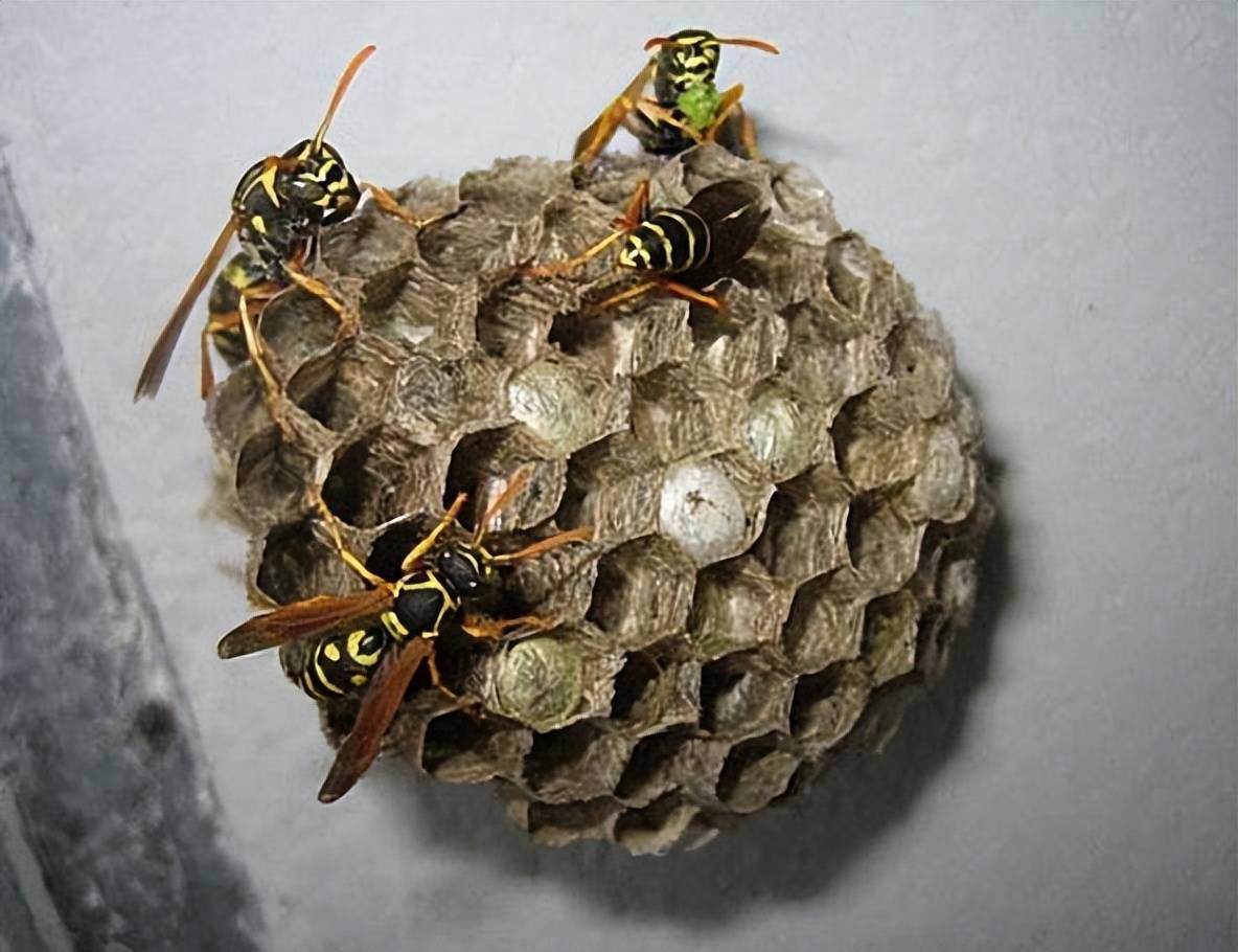 农村树上的马蜂窝,农民们避之不及,殊不知其珍贵,卖到百元一斤_蜂巢