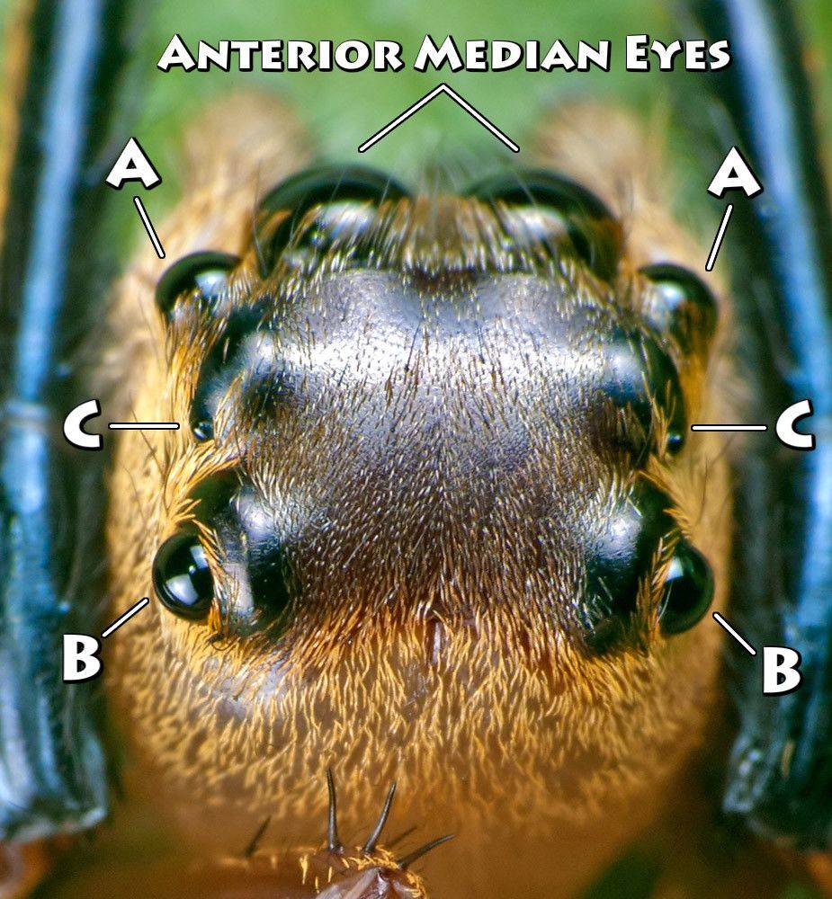 个头小还长八只眼的动物——跳蛛_蜘蛛_眼睛_体长