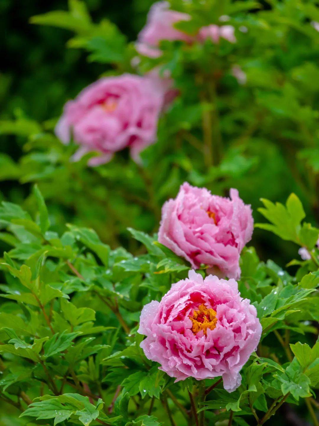 牡丹花水（牡丹花泡茶喝） 第4张