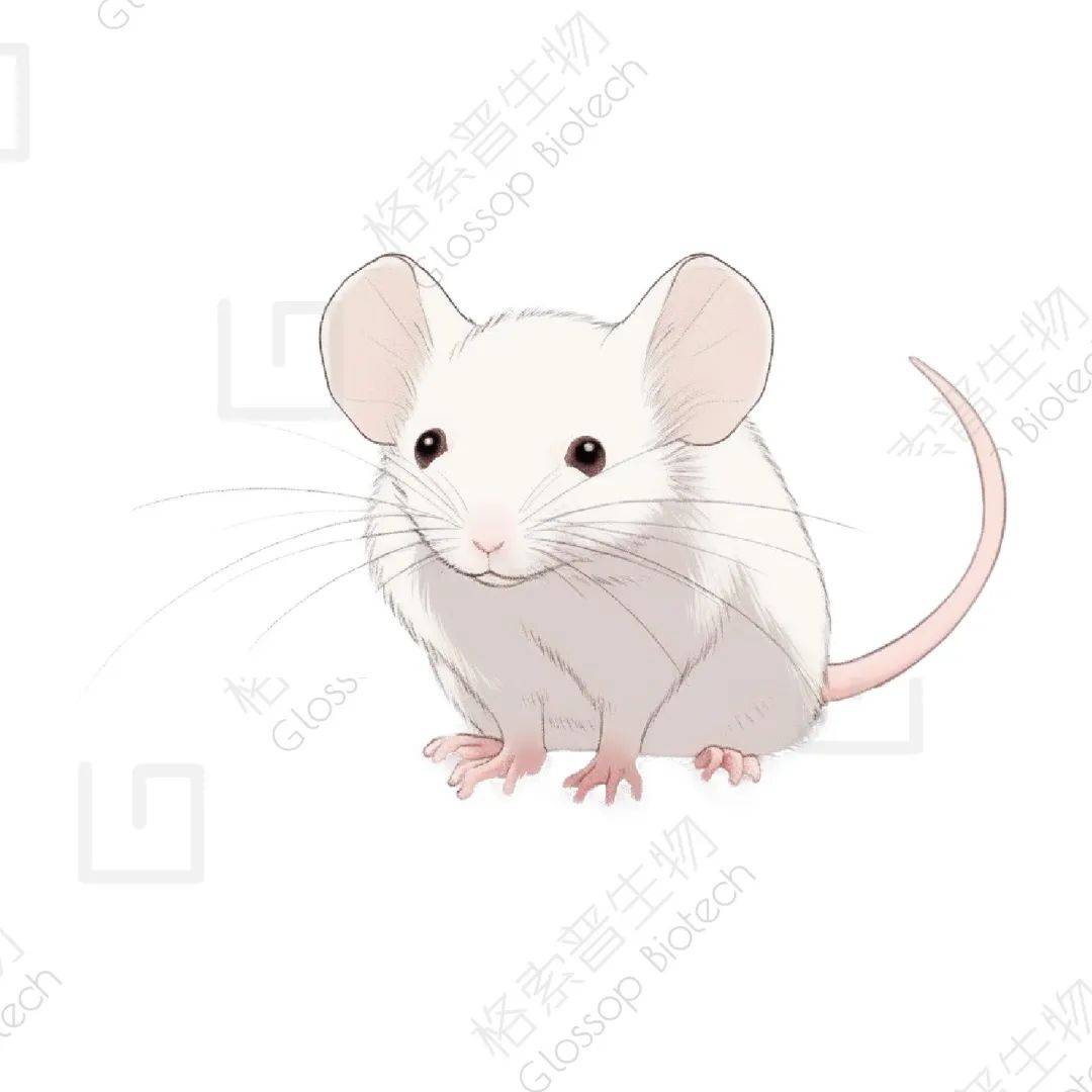 学术ppt汇报使用小老鼠图片素材_索普_科研_医学