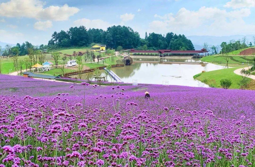 綦江帝岭云湖看花好时节,感受横山夏季23°的水云之巅美景享受_森林